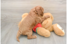 Cavapoo Puppy for Adoption