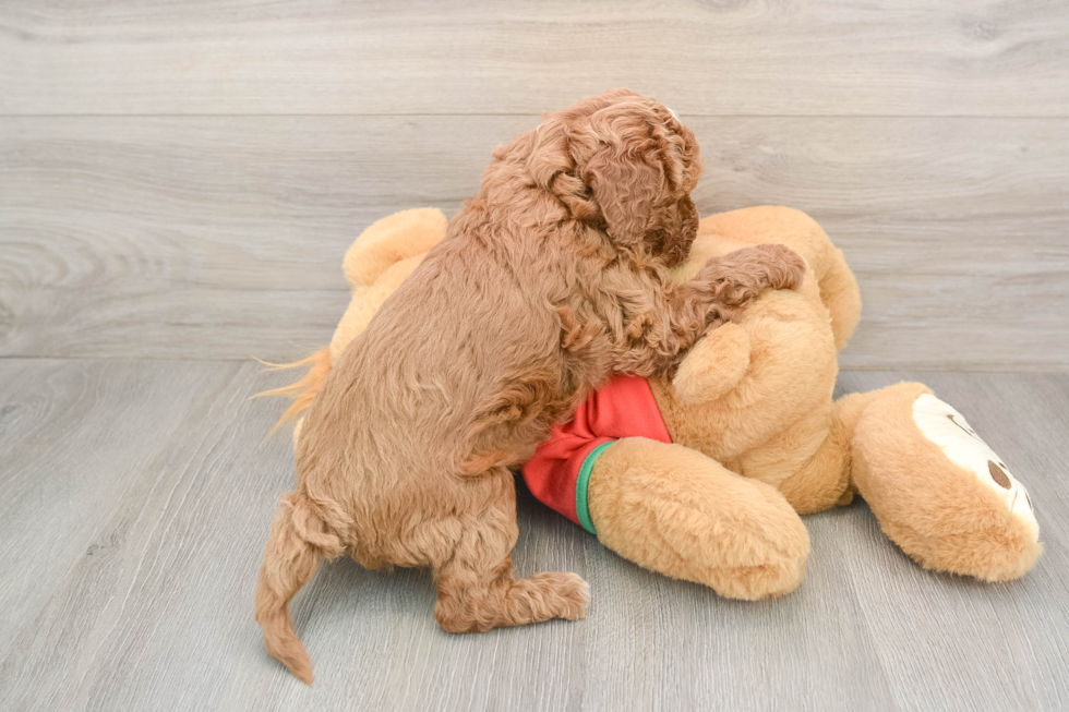 Cavapoo Puppy for Adoption
