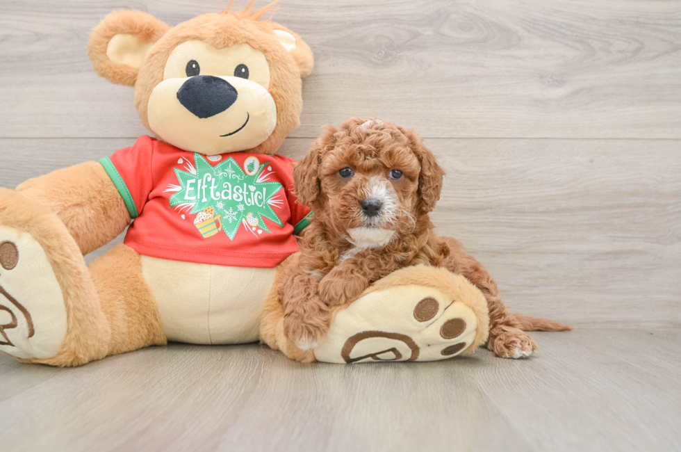 5 week old Cavapoo Puppy For Sale - Florida Fur Babies
