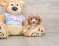 7 week old Cavapoo Puppy For Sale - Florida Fur Babies