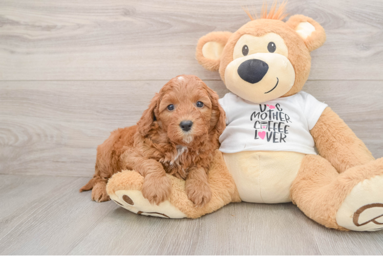Cavapoo Pup Being Cute