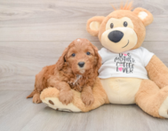 8 week old Cavapoo Puppy For Sale - Florida Fur Babies