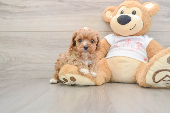 Cavapoo Puppy for Adoption
