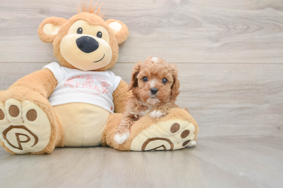Petite Cavapoo Poodle Mix Pup
