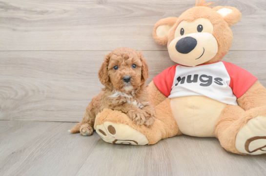 Cavapoo Pup Being Cute