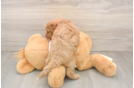 Cavapoo Pup Being Cute
