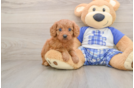 Energetic Cavoodle Poodle Mix Puppy