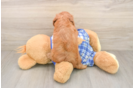 Cavapoo Puppy for Adoption