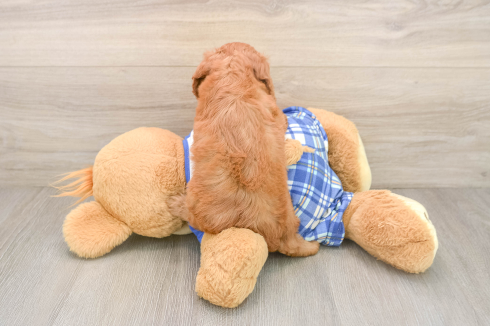 Cavapoo Puppy for Adoption