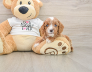 8 week old Cavapoo Puppy For Sale - Florida Fur Babies