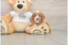 Best Cavapoo Baby