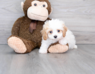 9 week old Cavapoo Puppy For Sale - Florida Fur Babies