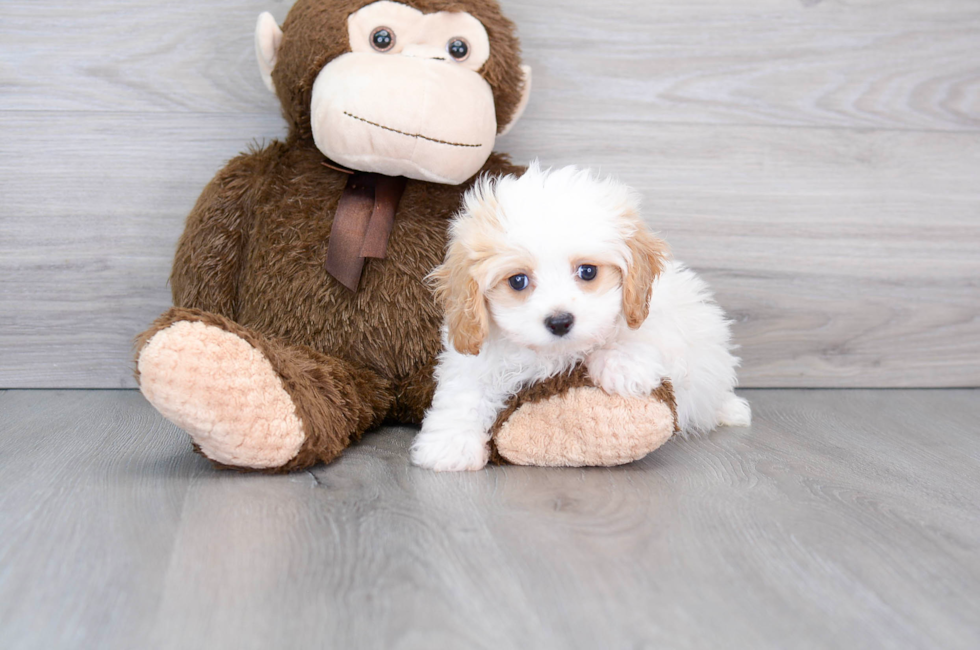 9 week old Cavapoo Puppy For Sale - Florida Fur Babies