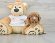 7 week old Cavapoo Puppy For Sale - Florida Fur Babies