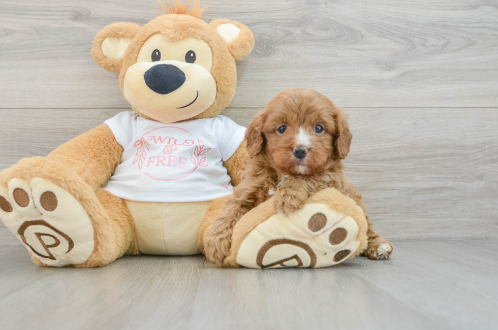 7 week old Cavapoo Puppy For Sale - Florida Fur Babies