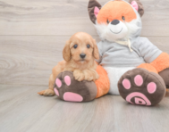 7 week old Cavapoo Puppy For Sale - Florida Fur Babies