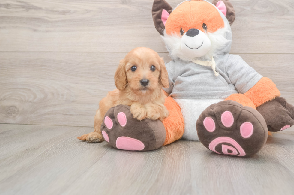 5 week old Cavapoo Puppy For Sale - Florida Fur Babies