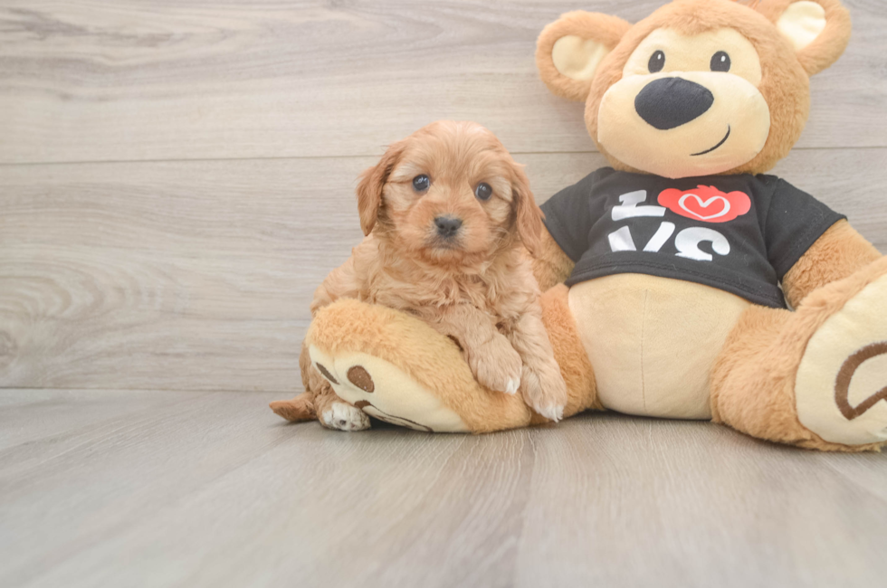 5 week old Cavapoo Puppy For Sale - Florida Fur Babies