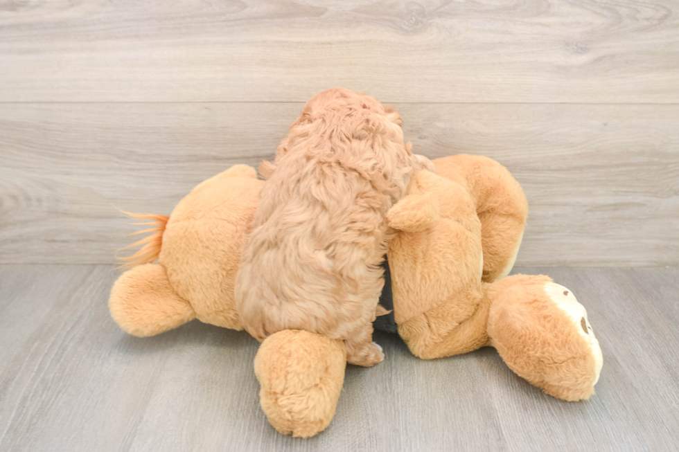 Cavapoo Pup Being Cute