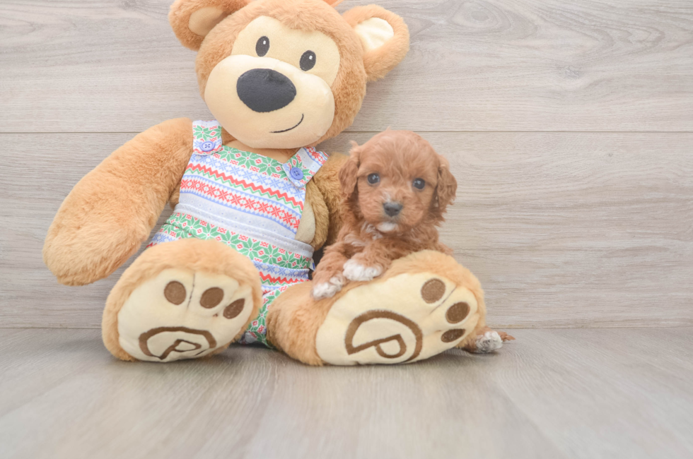 5 week old Cavapoo Puppy For Sale - Florida Fur Babies