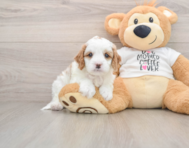 8 week old Cavapoo Puppy For Sale - Florida Fur Babies