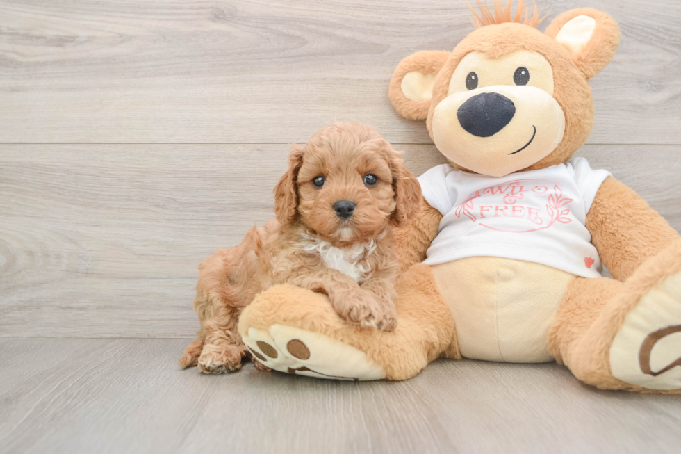 Little Cavipoo Poodle Mix Puppy