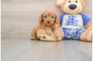 Best Cavapoo Baby