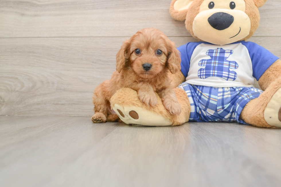 Best Cavapoo Baby