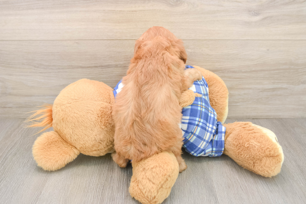 Cavapoo Pup Being Cute