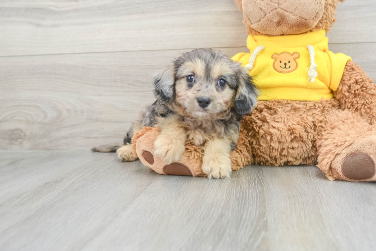 Petite Cavapoo Poodle Mix Pup