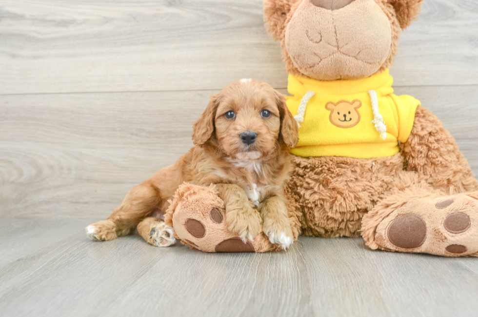 6 week old Cavapoo Puppy For Sale - Florida Fur Babies