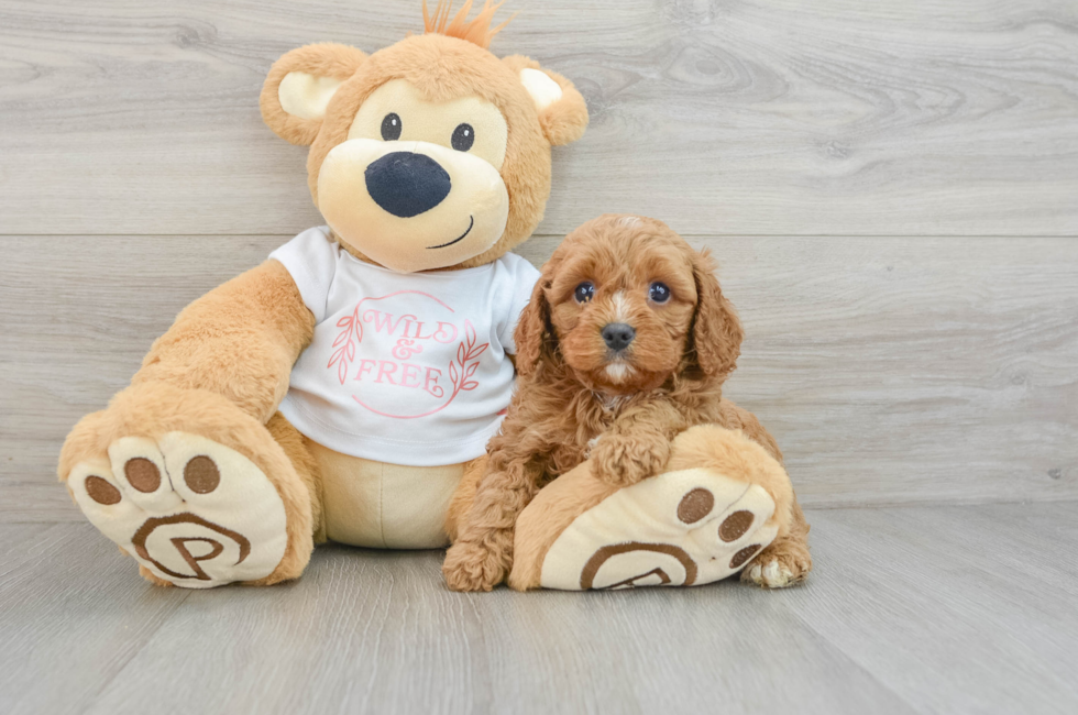 5 week old Cavapoo Puppy For Sale - Florida Fur Babies