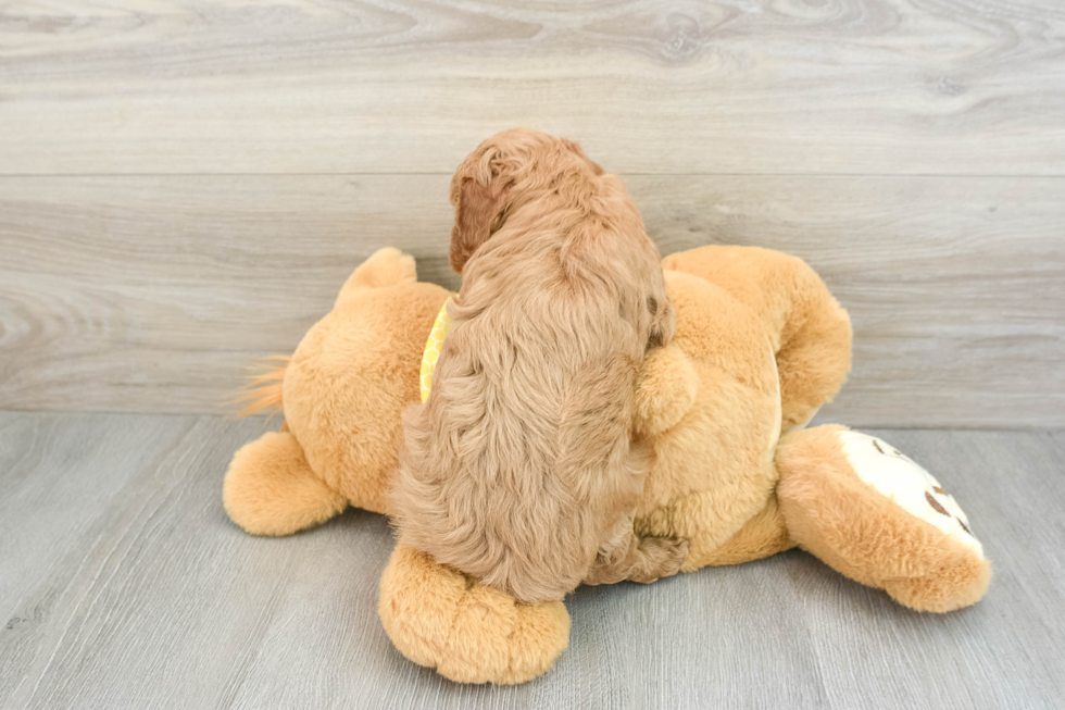 Happy Cavapoo Baby