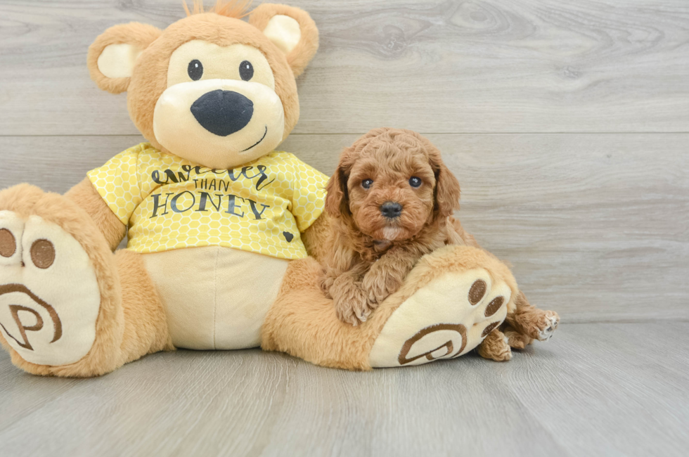 6 week old Cavapoo Puppy For Sale - Florida Fur Babies