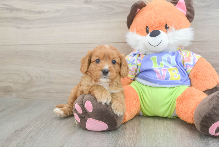 Petite Cavapoo Poodle Mix Pup