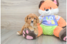 Petite Cavapoo Poodle Mix Pup