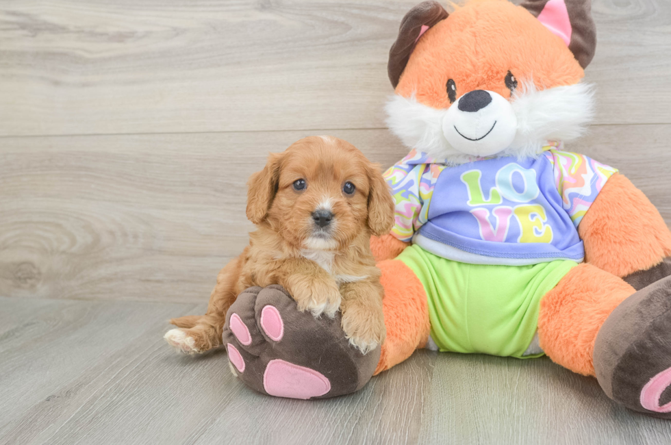 6 week old Cavapoo Puppy For Sale - Florida Fur Babies