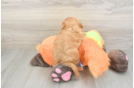 Cavapoo Pup Being Cute