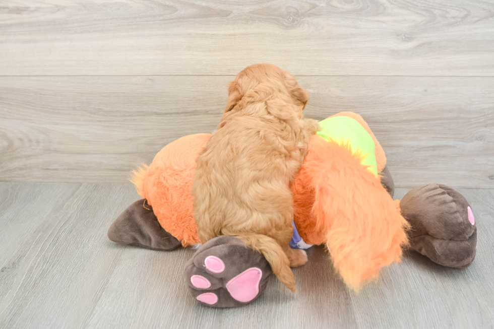 Cavapoo Pup Being Cute