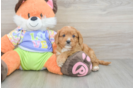Happy Cavapoo Baby