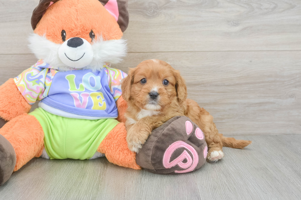 Happy Cavapoo Baby