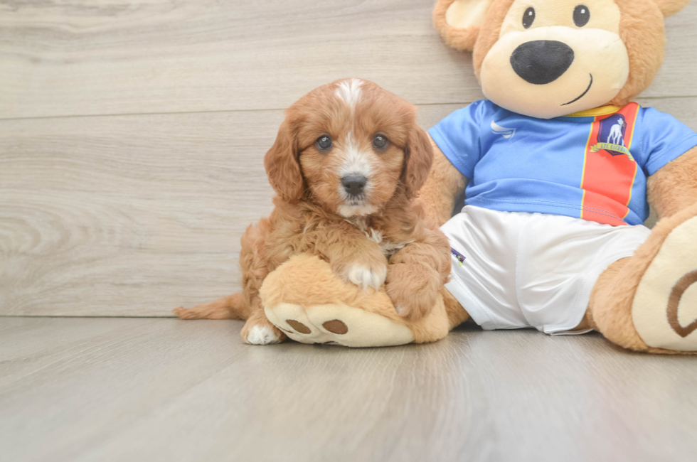 5 week old Cavapoo Puppy For Sale - Florida Fur Babies