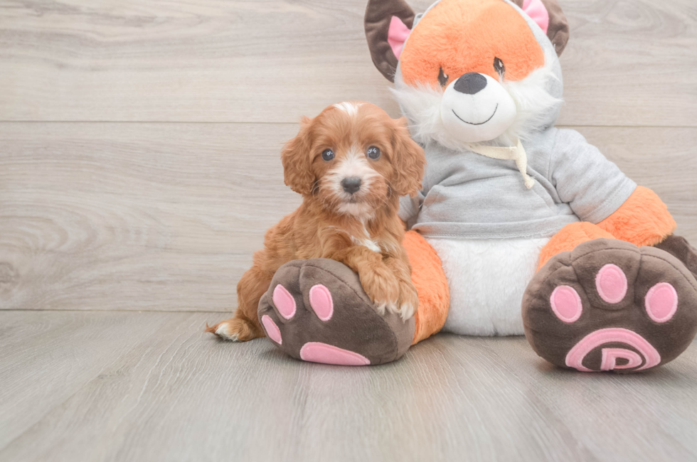 5 week old Cavapoo Puppy For Sale - Florida Fur Babies