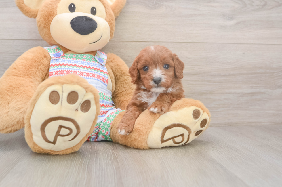 5 week old Cavapoo Puppy For Sale - Florida Fur Babies
