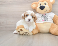 8 week old Cavapoo Puppy For Sale - Florida Fur Babies