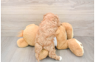 Fluffy Cavapoo Poodle Mix Pup