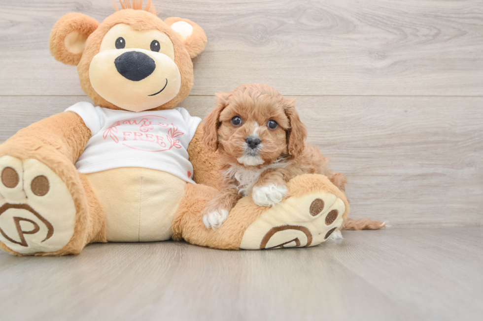 Best Cavapoo Baby