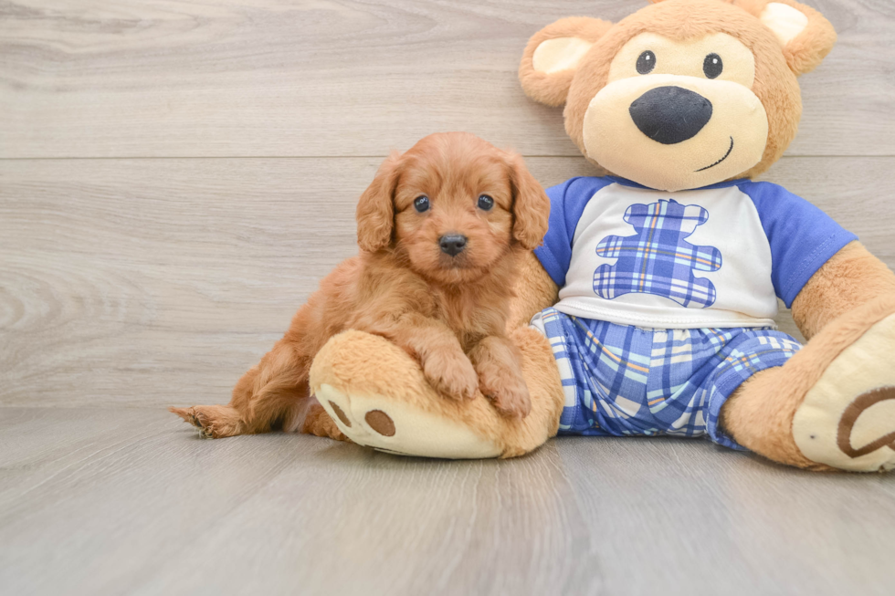 Happy Cavapoo Baby