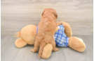 Best Cavapoo Baby