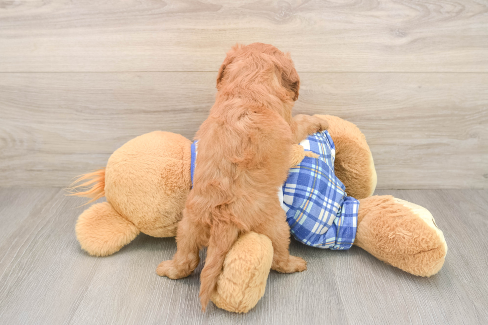 Best Cavapoo Baby